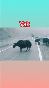 Domestic yak #animals # original yak sound