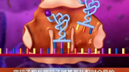 核糖体的结构与合成多肽链的过程