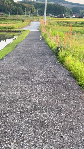 猫の成長日記：ルンルン帰宅の可愛い瞬間
