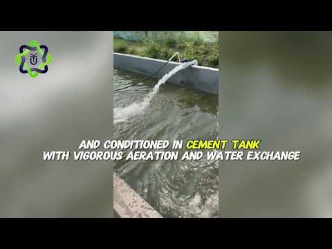 🐠 Ganges Fisheries – Biofloc Fish Harvesting & Conditioning