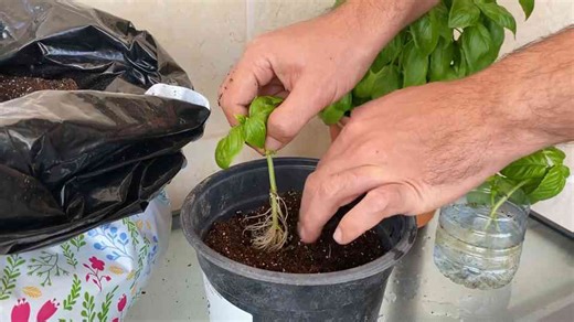 Plant basil in March and grow endless new plants from simple cuttings