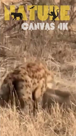 Hyena vs Warthog BRUTAL Fight Club
