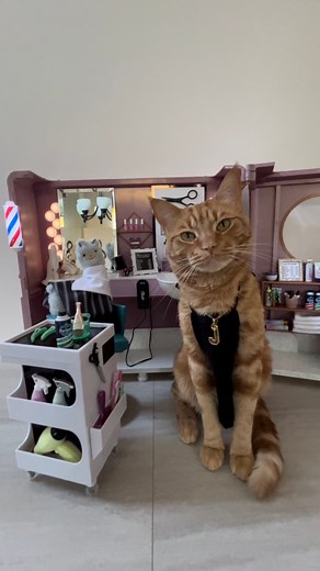 53K views · 5.3K reactions | Welcome to Guys & Dolls Salon! Book your appointment for a new look or try my JoJo Special, whipped cream and kisses with any shave or facial! ❤️✂️#salon #barber #haircut #shave #hairstyle #beautiful #style #love #favorite #happy #beautician #fun #stylist #nodrama #tigerjojo #reels | Tiger JoJo | Facebook