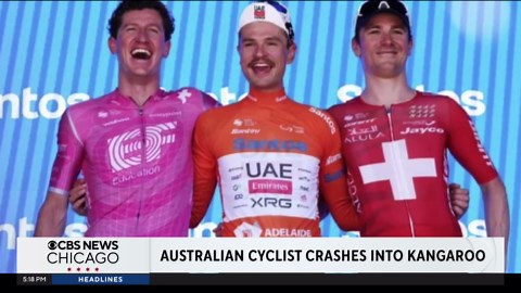 Kangaroo knocks cyclist Jay Vine off bike during race in Australia