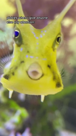 Funny Cowfish Meme Compilation