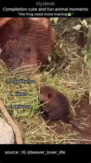 Compilation cute and fun animal moments parts 31