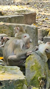 4.5K views · 1K reactions | "Nature's tiny daredevils, rewriting the laws of physics one gravity-defying leap at a time ✨ #NoFear" | Monkey love | Facebook