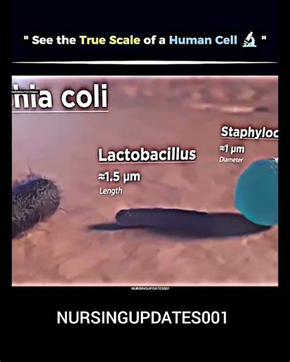 Human cell bacteria 🦠#sushilsirofficial #motivation#nursingtest #nursingpeeth#nursingofficeronline