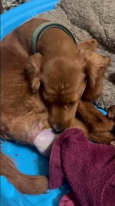 Birth of cavapoo puppies #cavapoopuppy #cavapoopuppy4sale