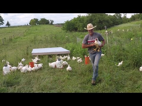 How Have the Cornish Cross Chickens Performed in a Free Range Environment / You Maybe Surprised