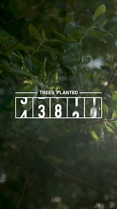142K views · 32 shares | Plant a tree with every Firestone app download! Join our green journey and help pave the way to a greener future. Download now and make your impact today! | Firestone Complete Auto Care | Facebook