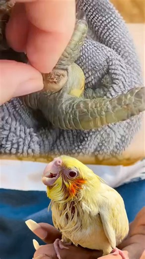 Gentle Botfly Removal From a Bird’s Leg 🦜 #shorts #pets