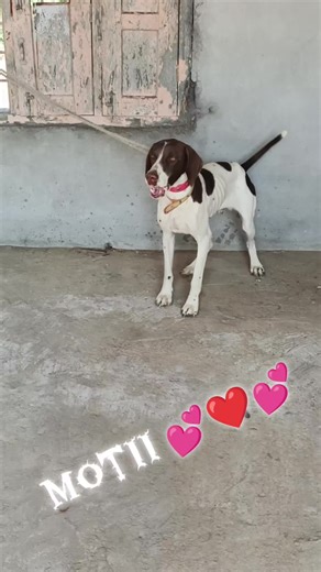 Understanding the Motii Pointer Dog Breed