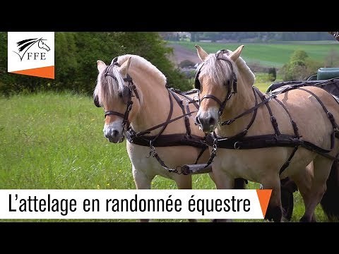 L'attelage en randonnée équestre