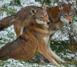 Akron Zoo welcomes two critically endangered red wolves