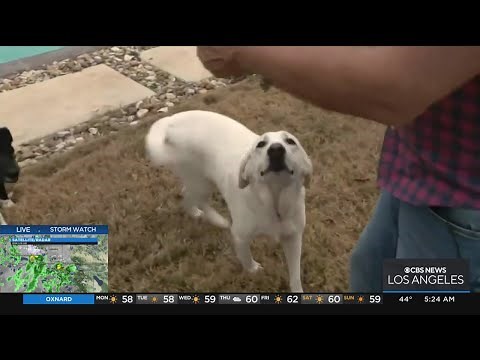 Canine-flu season is here: Dog symptoms to watch for