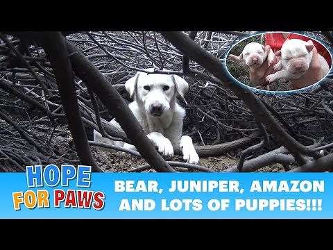 Homeless Labrador mom tried to trick us, but we found all her puppies!!! Please share. #puppy