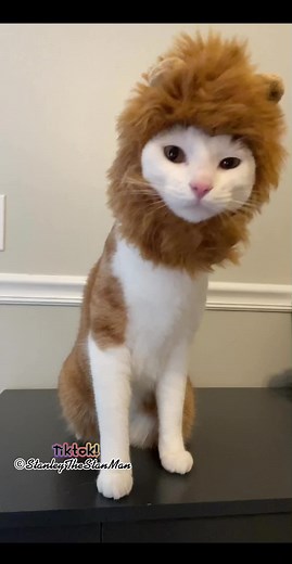 Dancing Simba - Cute Cat Videos Compilation