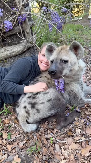 International Hyena Day advocates for changing the public's perspective on hyenas ☮️❤️🌎