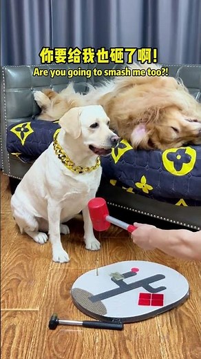 狗子：你先等会，这个让我兄弟上！Doggy: Wait a minute first—let my buddy take this on! #搞笑汪驾到#萌寵#寵物#搞笑#拉布拉多 #doglover