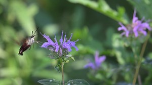 Hummingbird Clearwings buzzing around bee balm. These moths look like tiny hummingbirds and dine on nectar as they hover. Video is in slow motion (25% of real time.) | Jocelyn Anderson Photography