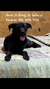 #blacklab #adoptdontshop #rescuedog | Heartland Rescue Ranch