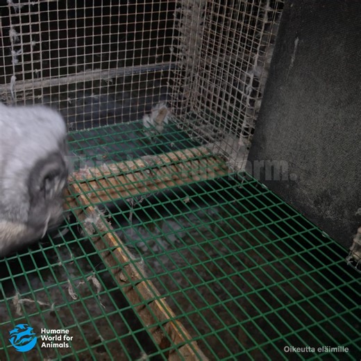 ❗Animals need their fur – we don’t. There is no humane way to source real fur—and there is no reason animals should suffer and die to supply frivolous fashion items. Caught in brutal traps or born into suffering on fur farms: these innocent animals are desperate to break free from their human-imposed prison. In search of an escape, they resort to chewing the cage or even horrifically gnawing off their limbs, resulting in broken teeth and other injuries that become infected and are never treated.
