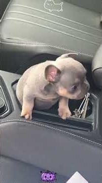 Funniest Puppy Ever! Cute Dog Doing Hilarious Things 🐶