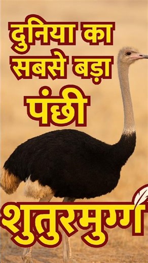 शुतुरमुर्ग 🦤 | दुनिया का सबसे बड़ा और तेज दौड़ने वाला पक्षी | Ostrich Facts in Hindi#ostrich #viral