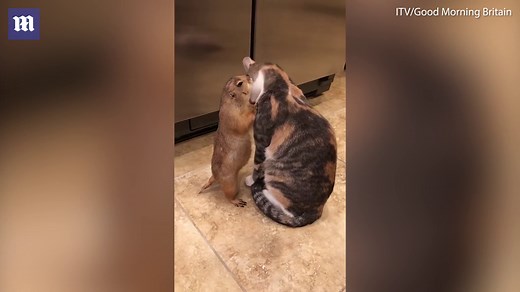 Cat and groundhog show they are the best of friends