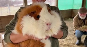 Big size, bigger cuteness! 🐹💖 #GiantGuineaPig #AdorablePets #AnimalMagic #FarmVibes | Estella K. Power