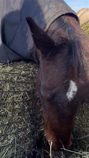 Riverside Stables on Instagram: "An argument… horse style 🐴💬 Spice is feeling big feelings in this moment—ears pinned and a grumpy face on full display—while the younger horses continue eating like nothing’s happening. This is a great example of normal herd behavior. Horses communicate constantly through facial expressions and body language, and ear pinning is often just a way of setting boundaries rather than true aggression. A little drama, a clear message… and everyone moves on. And when I