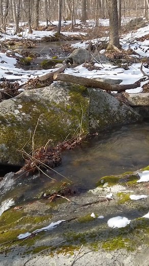 62K views · 467 reactions | Have you ever wondered how maple trees produce syrup?  #maplesyrup #sap #trees | Insider Food | Facebook