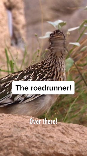 Have you ever seen a real-life roadrunner?! #roadrunner #wildkratts #naturelover #learnontiktok