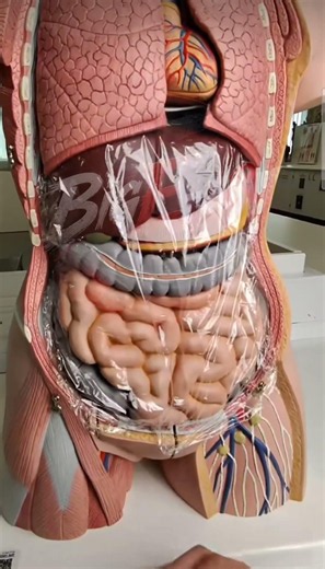The Peritoneum: Understanding the Protective Membrane of the Abdomen in 3D