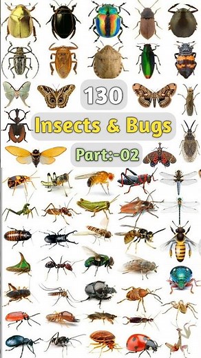 130 Insects & Bugs Name:- 02 #insectsname #insects #insectname #insect #insectsnames #insectspecies