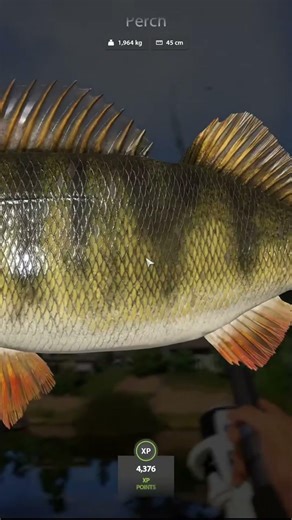 Fish ON!! Trophy Perch at Mosquito Lake | RF4