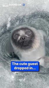 199K views · 1.8K reactions | Hey there little guy! 凉 | Daily Mail Entertainment | Facebook