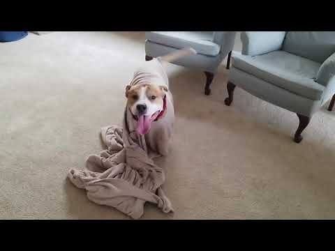 Dogs Funny Fails | Really Funny Dog Videos