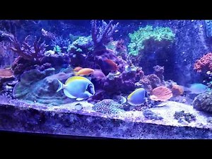 Powder Blue Tang Pair