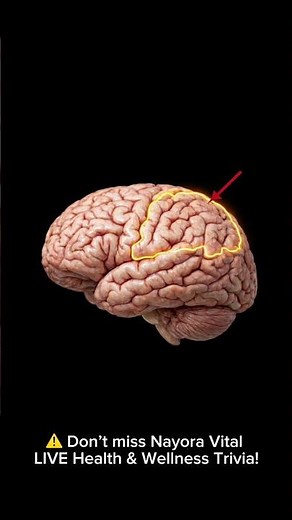 “The Brain’s GPS: Inside the Parietal Lobe 🧠” #humananatomy #brainhealth