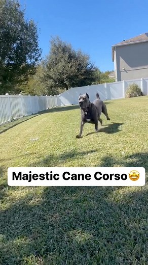 865K views · 10K reactions | Duke is so Majestic! 朗 #CaneCorso #largebreed #dogs #funnydogs #Mastiff #DogLife #mansbestfriend #pet #italianmastiff #guarddog #giantbreedlovers #canecorsolife #canecorsolovers #doglife #Corso #bigdog #cuteanimal #dogsofinstagram #treyandduke #reels | Trey and Duke | Facebook