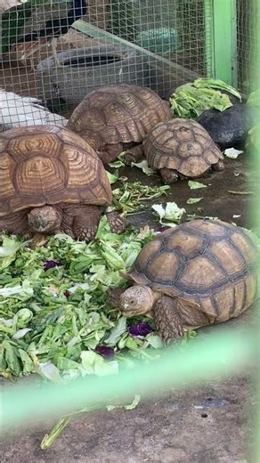 Why Are So Many Tortoises Eating Together?! 😳🐢 #shorts