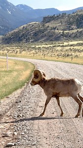 A solid ram crossed the road with a beautiful Montana backdrop. #Photography #wildlife #nature #montana #goodbull #bighornsheep #wildsheepfoundation | Good Bull Outdoors