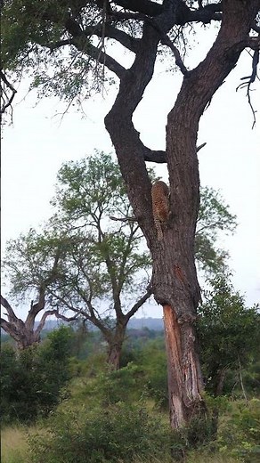 Leopard Descends From Tree With a Perfect Leap 🐆