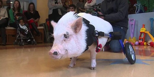 What happened to Chris P Bacon? Pig story, reporter, Wiki Bio - Biography Tribune