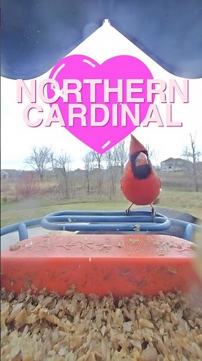 Northern Cardinal Close-Up 🔥 Backyard Beauty