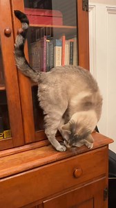 The appearance of Simple Cat in your timeline indicates it is time to stop procrastinating.Come back in a few hours and tell Simple Cat what she helped you accomplish today | Maggie Stiefvater