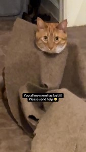 34K reactions · 344 comments | I don’t know why she find this so funny 藍 #seventheorangecat #pupcup #orangecatbehavior #catlover #catfashion #catadventures | Seven The Orange Kitty & Fam | Facebook