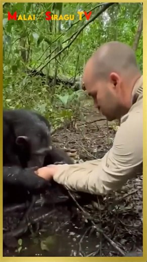 மனிதர்களுடன் உரையாடும் Bonobo குரங்கு..... || Kanzi Bonobo Monkey who Communicate with Human....